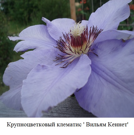 фото Крупноцветковый клематис ' Вильям Кеннет' 